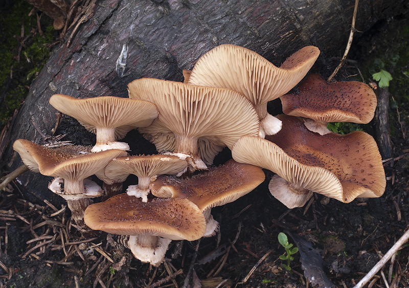 Armillaria ostoyae